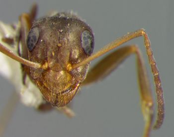 Media type: image; Entomology 34598   Aspect: head frontal view